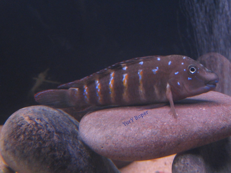 Tanganicodus irsacae 'Mabilibili Bay'
